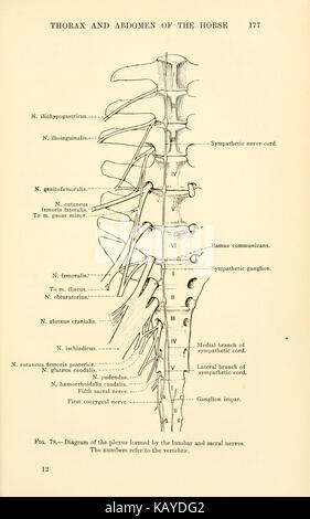 Die topographische Anatomie des Thorax und Abdomen des Pferdes (Seite 177) BHL 9403909 Stockfoto