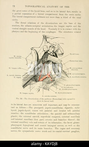 Die topographische Anatomie von Kopf und Hals des Pferdes (Seite 72) BHL 9422920 Stockfoto