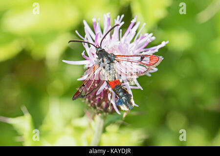 Rot - gespitzt Clearwing Fütterung auf creeping Thistle Stockfoto