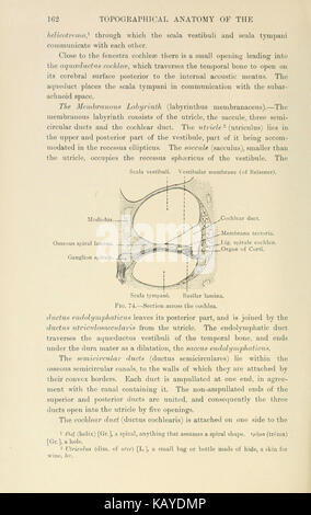 Die topographische Anatomie von Kopf und Hals des Pferdes (Seite 162) BHL 9423010 Stockfoto