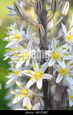 Riesige weiße Blausterne, wild wachsen in einem Garten in Spanien Stockfoto