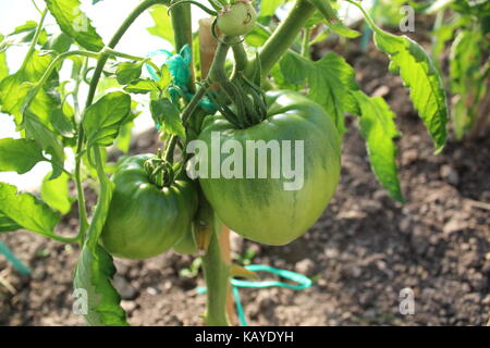Grüne Tomaten reifen im Gewächshaus. Früchte hängen, nicht so weit vom Boden entfernt. Stockfoto