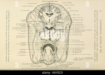 Eine detaillierte anatomische Abbildung auf Seite 74 von „die topographische Anatomie des Kopfes und Halses des Pferdes“, die Physiologie und strukturelle Merkmale des Pferdes darstellt. Stockfoto