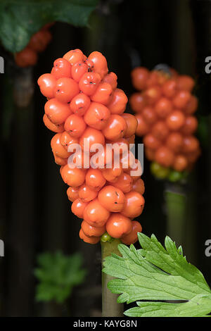 Arum maculatum ist eine gemeinsame woodland Anlage. Es ist auch als snakeshead, der addierer Wurzel, Arum, wild Arum, arum Lily bekannt, Lords und Ladies, Teufel und Ange Stockfoto