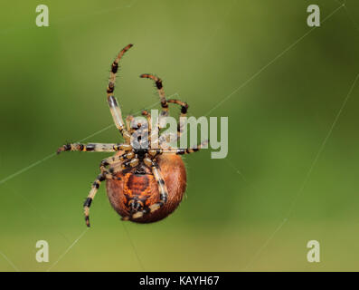 Kreuzspinne Stockfoto