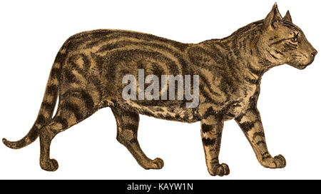 Das Journal der Bombay Natural History Society (tabby Cat) Stockfoto