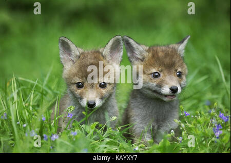 Red Fox, Vulpes vulpes, zwei junge Tiere im Gras, Stockfoto