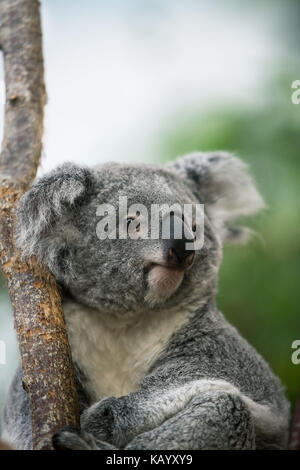 Koala, phascolarctos cinereus, Porträt, Stockfoto