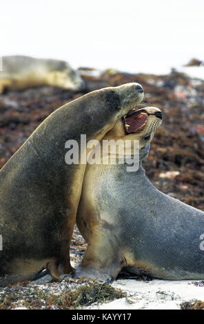 Australische Seelöwen, Neophoca cinerea, zwei weibliche Tiere kämpfen am Strand, Australien, Stockfoto