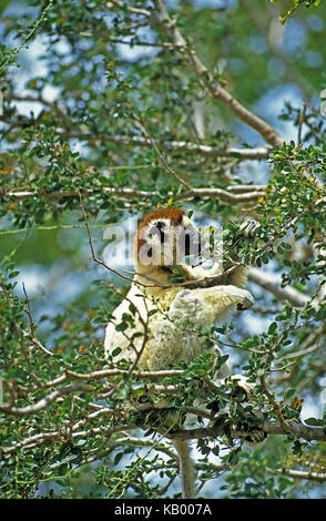 Verreaux-Sifaka oder weißer Sifaka, Propithecus verreauxi, adulte Tiere, Baum, Madagaskar, Stockfoto