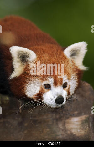 Roter Panda, Ailurus fulgens, Porträt, Stockfoto