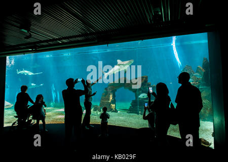 Genua, Italien - Juni 2, 2015: Nicht identifizierte Personen in das Aquarium von Genua. Das Aquarium von Genua ist das größte Aquarium in Italien und zu den größten in der EU Stockfoto