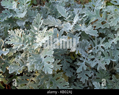 Die senecio Zinerarie ilver Staub' Strauch Stockfoto