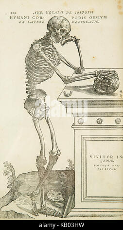 Vesalius kopieren Stockfoto