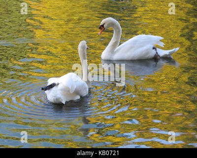 Ein paar Schwänen in Boston Public Garden. Stockfoto