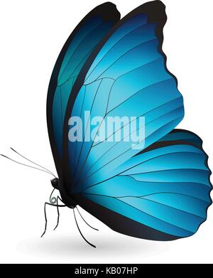 Schmetterling auf einem weißen Hintergrund isoliert Stock Vektor
