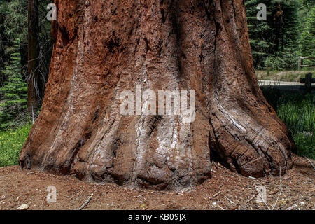 Die Basis eines gigantischen Sequoia in Mariposa Grove von großen Bäumen, Yosemite Nationalpark Stockfoto