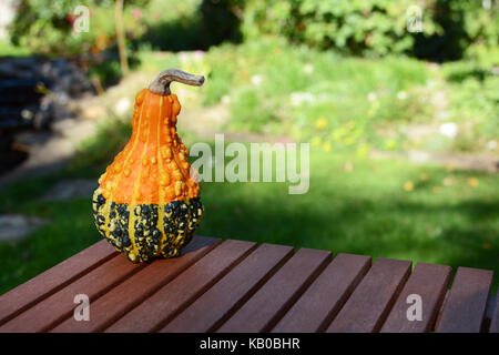 Warty orange und grün dekorative Staude stehen auf hölzernen Tisch Stockfoto