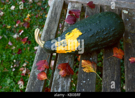 Große dunkle Grün dekorative Staude mit einem gelben Patch liegt auf einer Bank mit Herbstlaub übersät, mit Kopie Raum Stockfoto