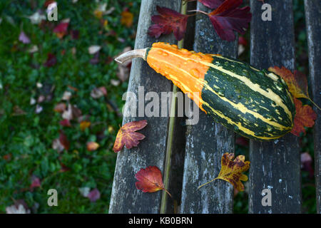 Lange, warty Orange und Grün ornamental Kürbis liegt auf einem Verwitterten Gartenbank unter Blätter im Herbst Stockfoto