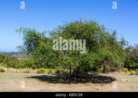 Antigua. Dum Baum, Ziziphus Jujuba, aka chinesischen, koreanischen, indischen Datum. Stockfoto