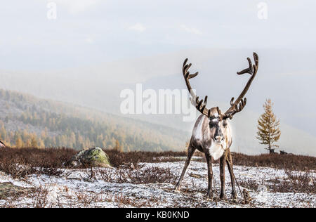 Lauf Rehe im Schnee im Norden der Mongolei Stockfoto