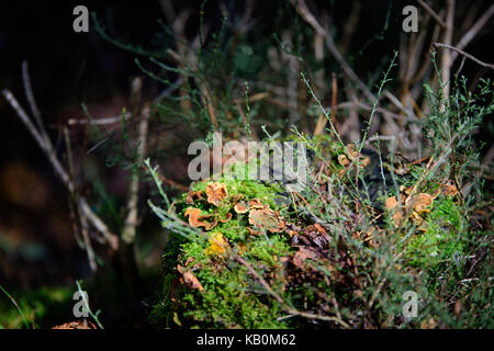 Flechten Blume im Wald Stockfoto