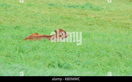 Vache de salers Aurillac vitrac Cantal Stockfoto