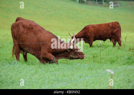 Vache de salers Aurillac vitrac Cantal Stockfoto