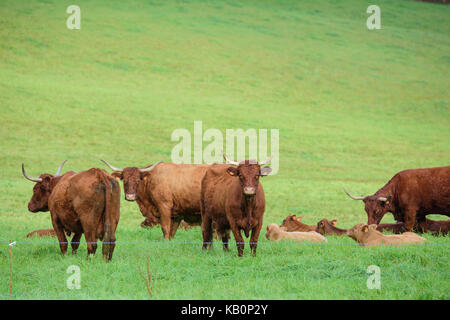 Vache de salers Aurillac vitrac Cantal Stockfoto