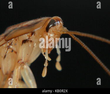 Nahaufnahme Porträt einer Kakerlake (Makrofotografie) Stockfoto