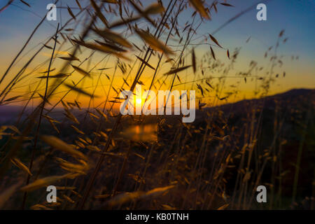 Sonnenuntergang in freier Wildbahn Stockfoto