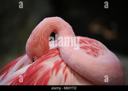 Flamingo Pink Farbe schlafen Stockfoto