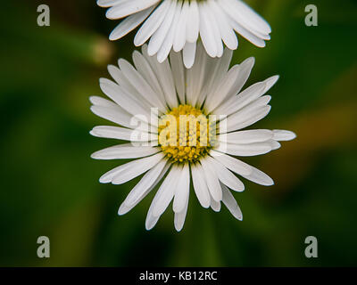 Daisy Flower macro, Ansicht von oben Stockfoto