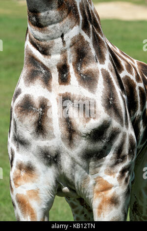 Netzgiraffe, Giraffa Camelopardalis mit Holzstrahlen netzartiges Muster bildend (reticulate), Cape May County Zoo, New Jersey, USA Stockfoto