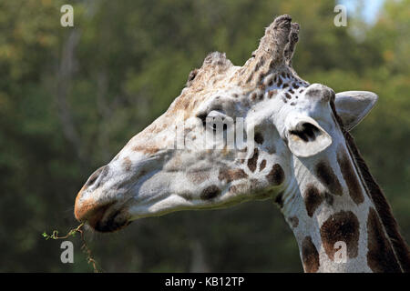 Netzgiraffe, Giraffa Camelopardalis mit Holzstrahlen netzartiges Muster bildend (reticulate), Cape May County Zoo, New Jersey, USA Stockfoto