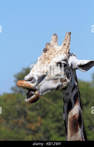 Netzgiraffe, Giraffa Camelopardalis mit Holzstrahlen netzartiges Muster bildend (reticulate), Cape May County Zoo, New Jersey, USA Stockfoto