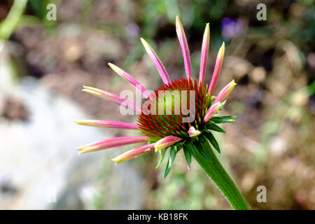 Eine wachsende Echinacea purpurea. "Ruby Giant". coneflower. mehrjährig. Stockfoto