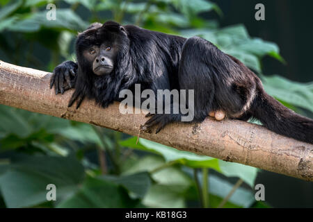 Guatemala-brüllaffe/schwarz-gold Brüllaffen (Alouatta caraya) männlich im Baum, beheimatet in Argentinien, Bolivien, Brasilien und Paraguay. Stockfoto