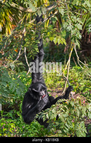 Siamang (Symphalangus syndactylus) arboreal Gibbon heimisch in den Wäldern von Malaysia, Thailand und Sumatra Stockfoto