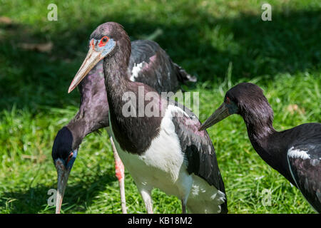 Störche Abdim's/white-bellied Storch (Ciconia abdimii) Nahrungssuche, beheimatet in Afrika Stockfoto