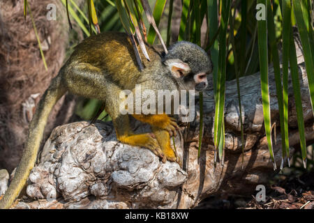 Black-capped Squirrel monkey/peruanischen Totenkopfäffchen (Saimiri boliviensis peruviensis), beheimatet in Südamerika Stockfoto