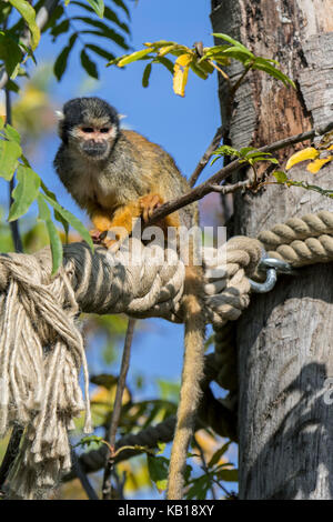 Black-capped Squirrel monkey/peruanischen Totenkopfäffchen (Saimiri boliviensis peruviensis) im Freigehege im Zoo/Tierpark Stockfoto