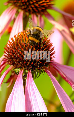 Bumble Bee Fütterung auf Echinacea purpurea. "Ruby Giant". coneflower. mehrjährig. Stockfoto