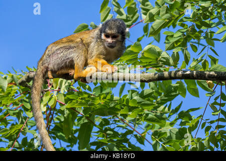 Black-capped Squirrel monkey/peruanischen Totenkopfäffchen (Saimiri boliviensis peruviensis) im Baum, beheimatet in Südamerika Stockfoto
