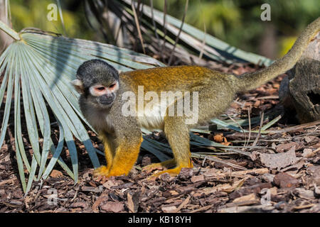 Black-capped Squirrel monkey/peruanischen Totenkopfäffchen (Saimiri boliviensis peruviensis), nahrungssuche am Boden, beheimatet in Südamerika Stockfoto