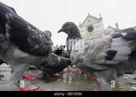 Eine allgemeine Ansicht der Tauben vor der Franziskanerkirche Santa Croce in Florenz in Italien. Aus einer Serie von Fotos in Italien. foto Datum: Stockfoto