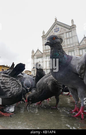 Eine allgemeine Ansicht der Tauben vor der Franziskanerkirche Santa Croce in Florenz in Italien. Aus einer Serie von Fotos in Italien. foto Datum: Stockfoto