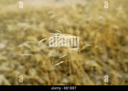 Ein gelbes gras im Wind. Stockfoto