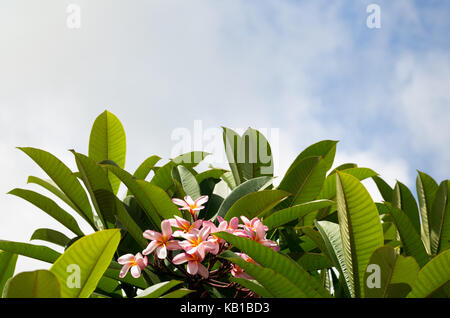 Frangipani Bush, tropischen rosa Blume Stockfoto